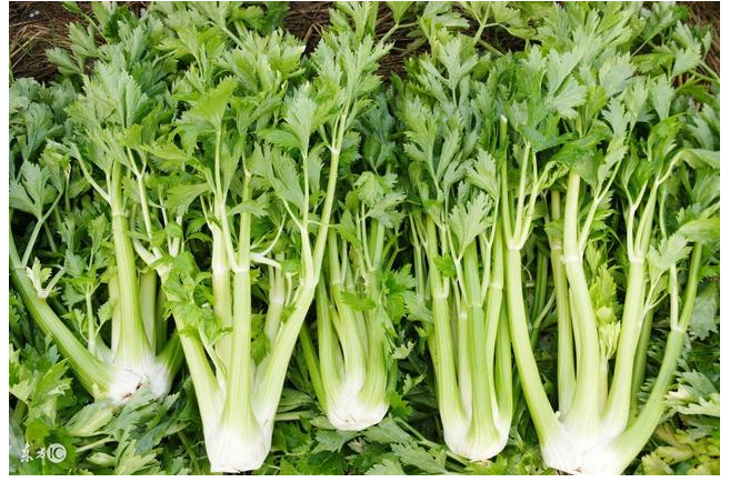 垃圾分类菜梗菜叶是什么垃圾？