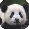 panda100.co云尊集团小喜小熊登录网址链接app v1.0