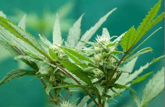 合成大麻素是第几代毒品