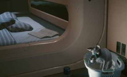 赛博朋克2077猫在哪获得？