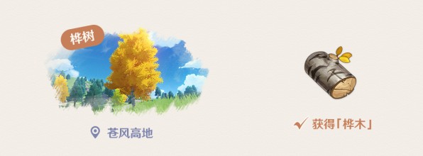 原神桦木在哪里
