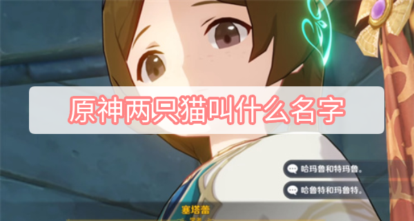 原神3.1任务两只猫的名字完成方法