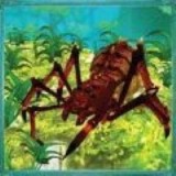 蜘蛛蚁后昆虫战争