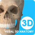 维萨里3D解剖